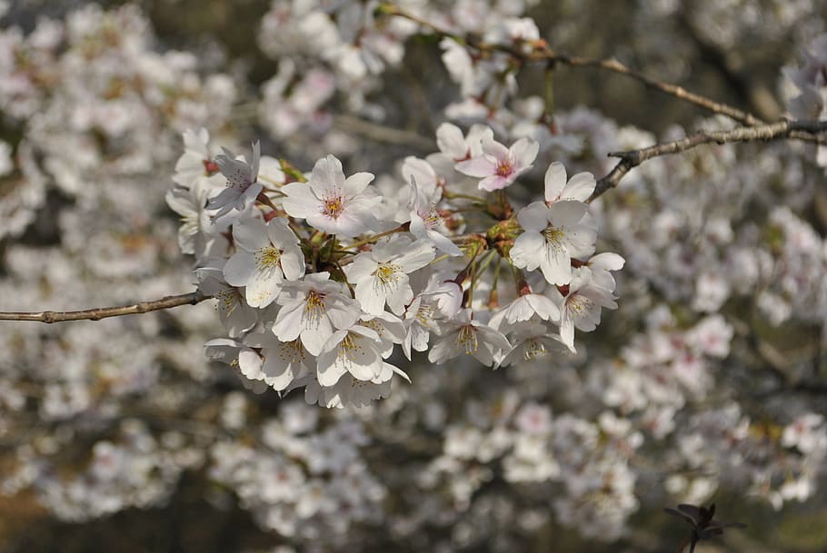 cherry blossom, pink, sky, spring, nature, wood, flowering HD wallpaper