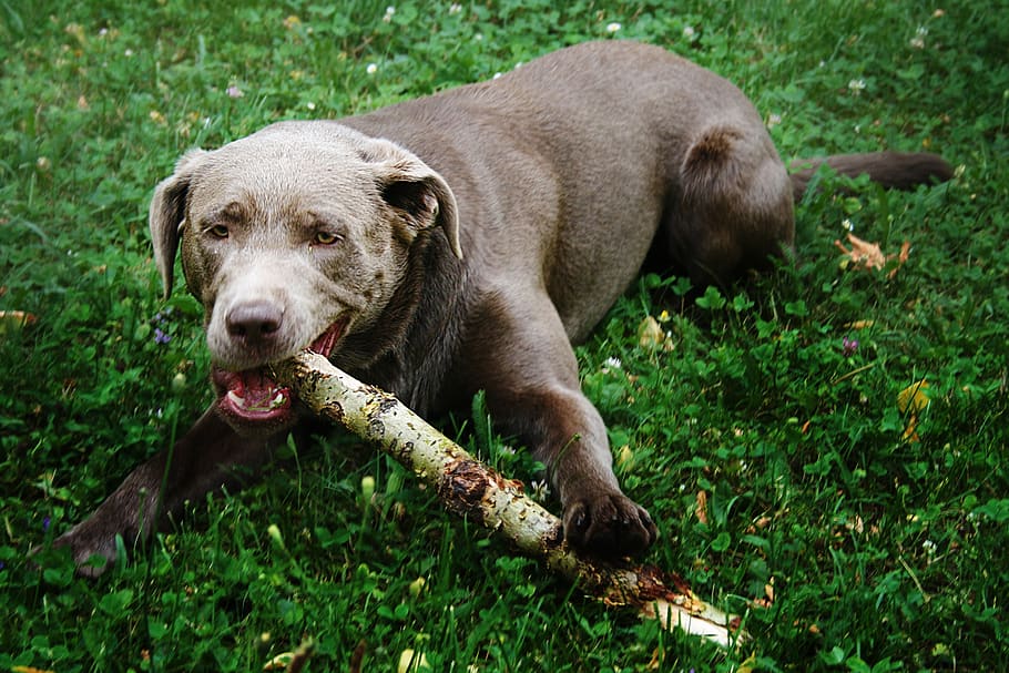 dog, meadow, branch, retrieve, spring, dog head, dog training HD wallpaper