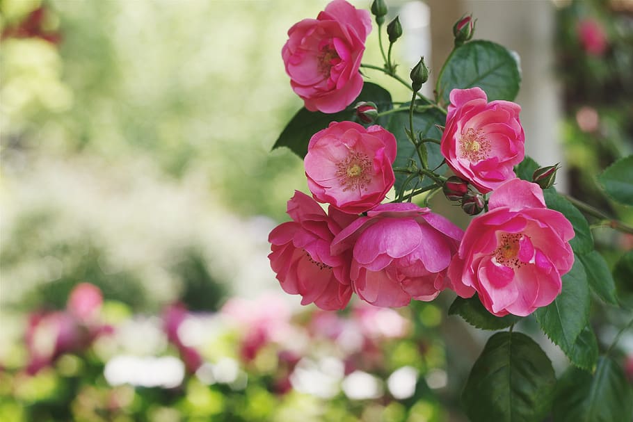 japan, flowering plant, vulnerability, fragility, beauty in nature HD wallpaper