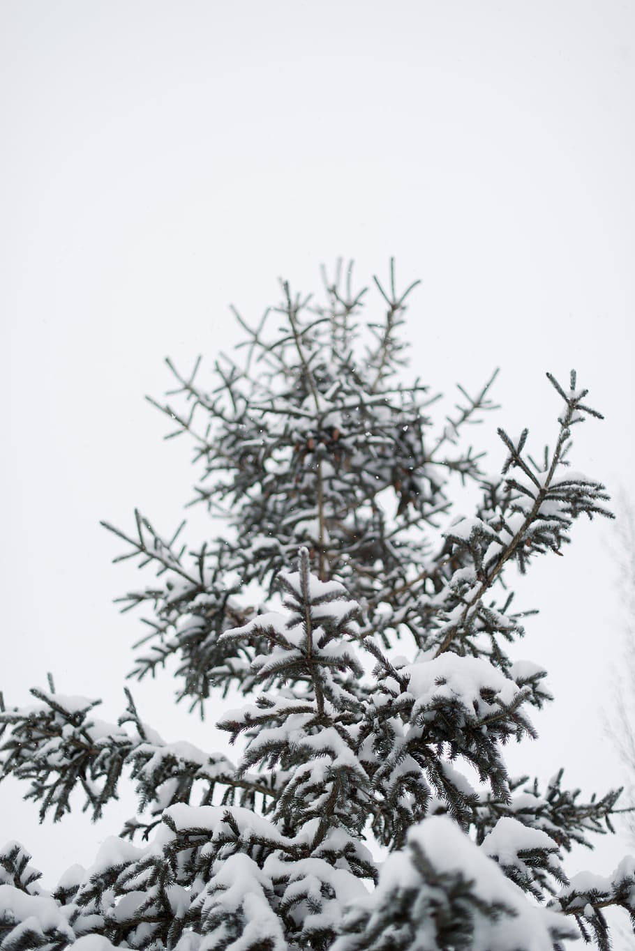 snow-covered pine tree during daytime, nature, outdoors, ice HD wallpaper