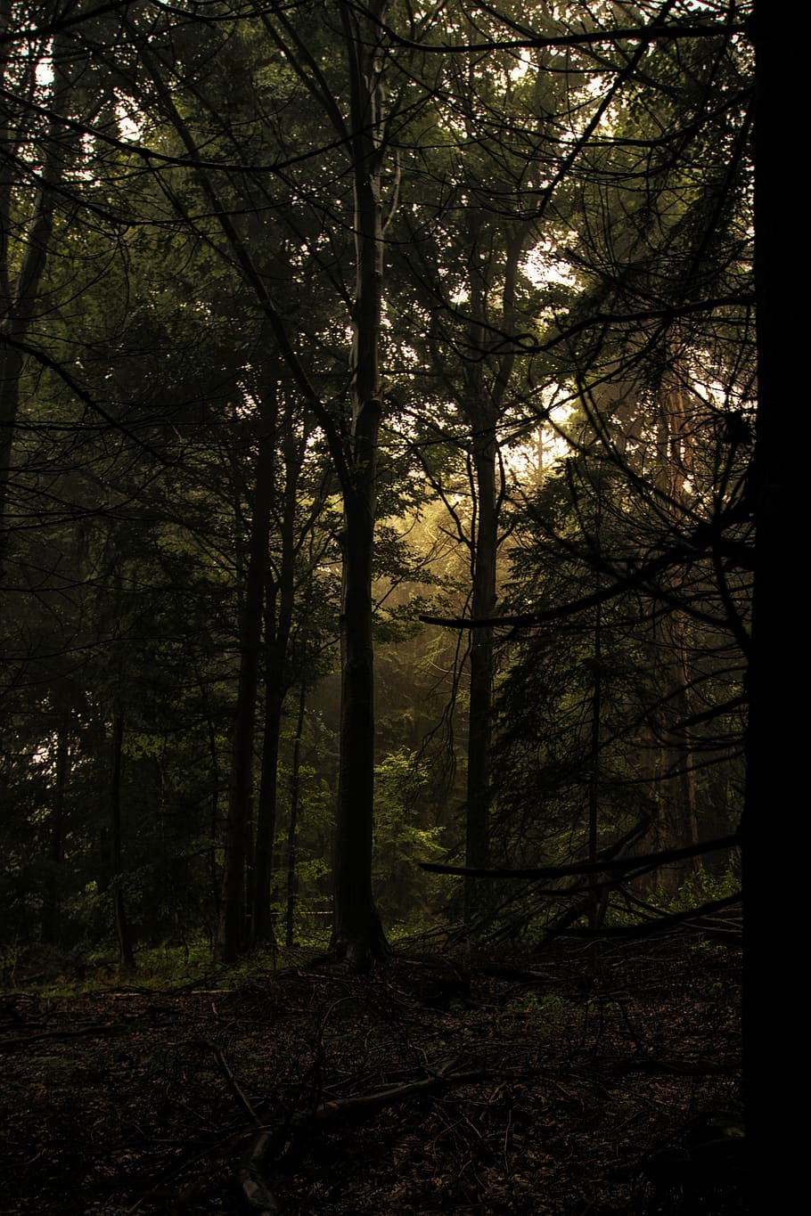 light, flare, tree, nature, forest, plant, outdoors, vegetation HD wallpaper