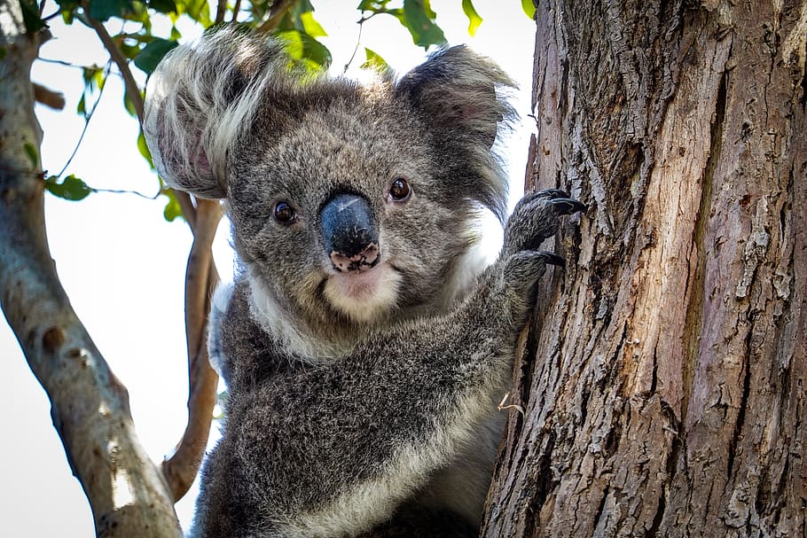 selective focus photography of koala bear, animal, mammal, wildlife HD wallpaper