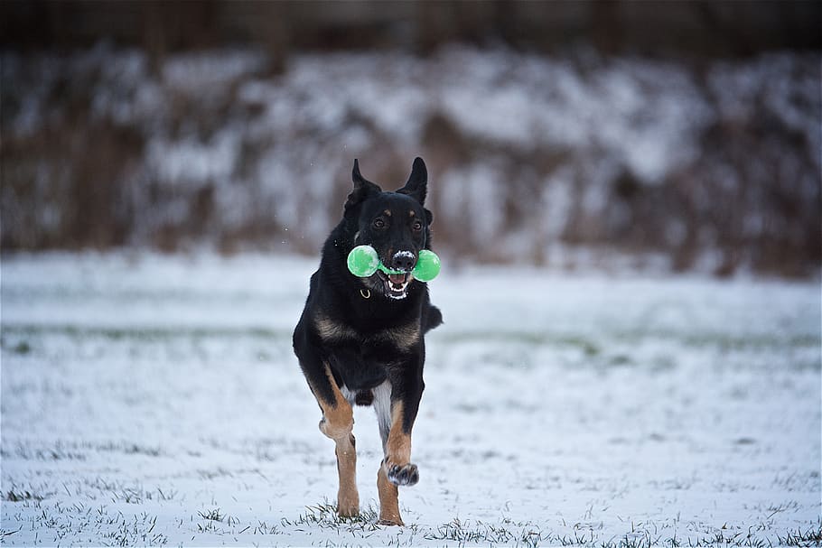 dog, study, shepherd, domestic, domestic animals, pets, one animal HD wallpaper