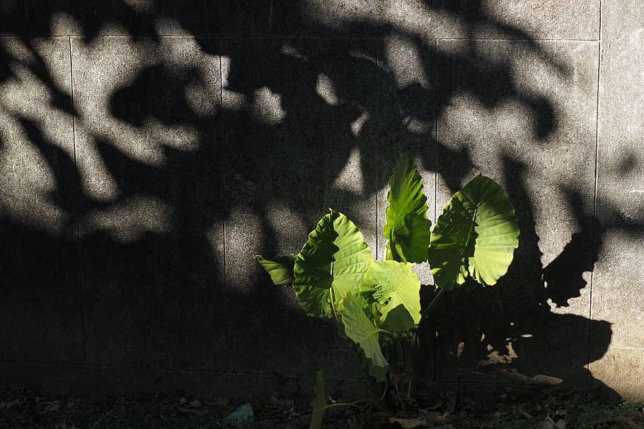 taro plant near wall, shadow, leaf, plant part, sunlight, nature, HD wallpaper
