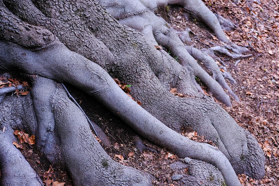 root, plant, tree, tree trunk, nature, mountain, roots, outdoors HD wallpaper