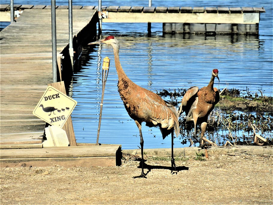 sandhill cranes, two sandhill cranes at the dock, funny bird picture