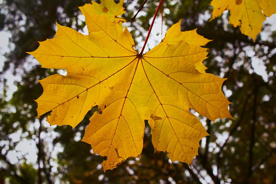 maple leaf, leaves, autumn, autumn leaf, dry, veins, nature HD wallpaper