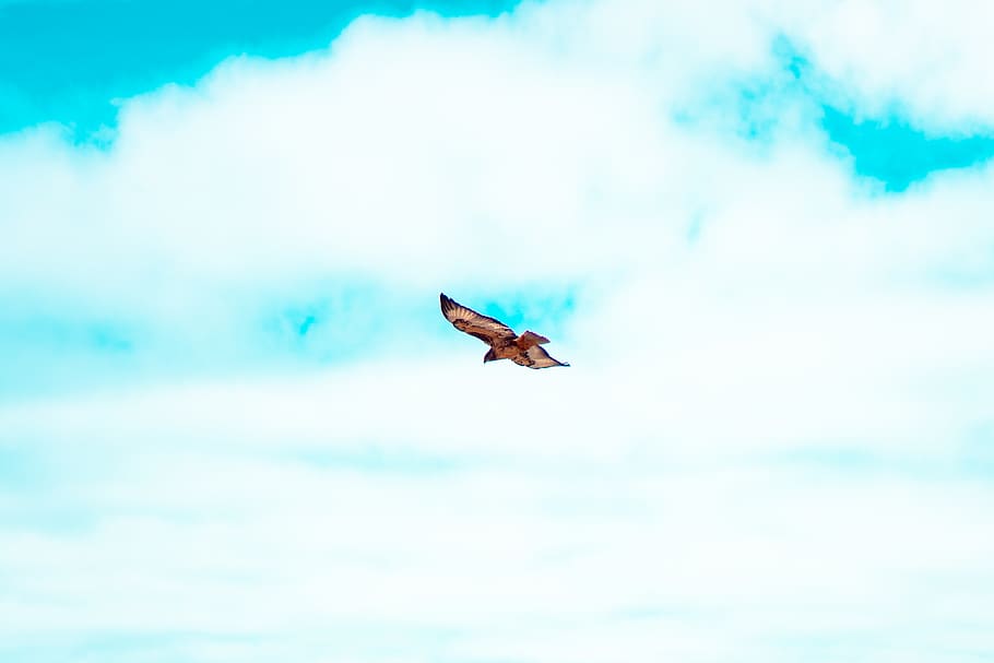 flying, animal, bird, sky, hunting, africa, capetown, bifd, HD wallpaper