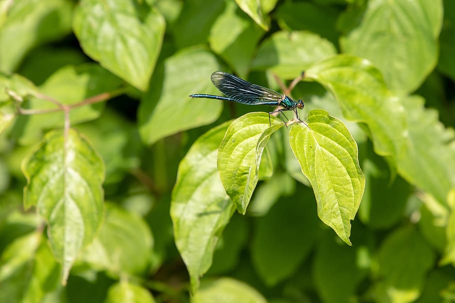 dragonfly, insect, nature, wing, macro, plant part, leaf, animal wildlife HD wallpaper