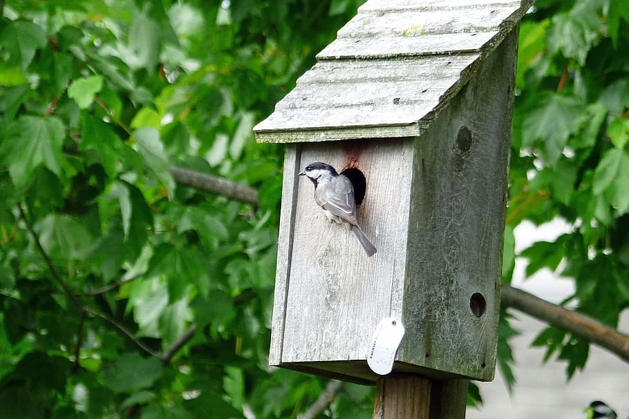 A Chichadee at the entrance to a birdhouse., aviary, wooden, tree