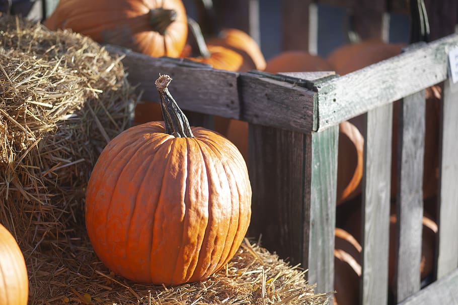 orange squash, flora, produce, plant, food, vegetable, pumpkin HD wallpaper