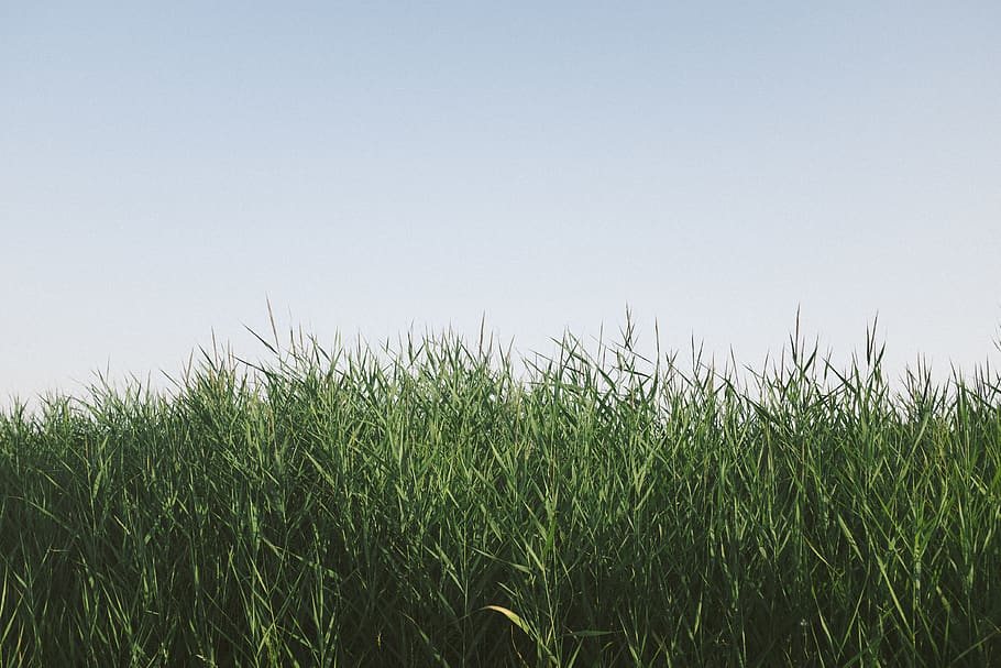 green, grass, blue sky, sun, outdoor, nature, growth, plant HD wallpaper
