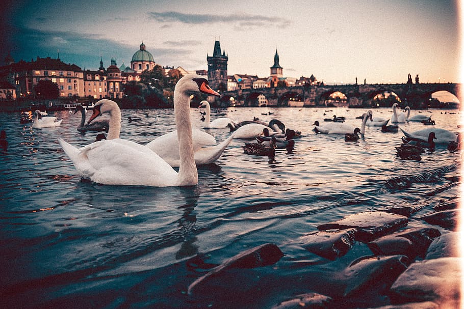 Swans near Charles Bridge, Prague, animals, architecture, autumn, HD wallpaper