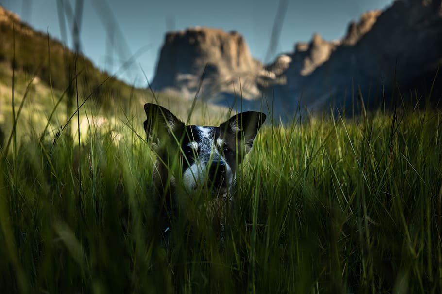 white and black dog hiding on grass field, green, lying down, HD wallpaper