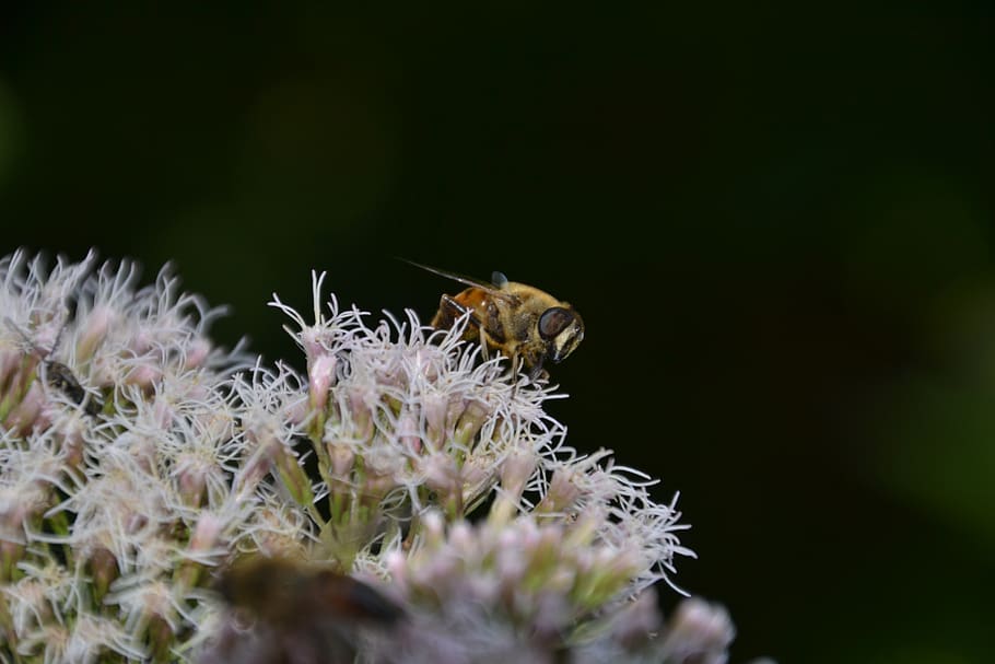 insect, fly, nature, hoverfly, bluebottle, plant, blossom, bloom HD wallpaper
