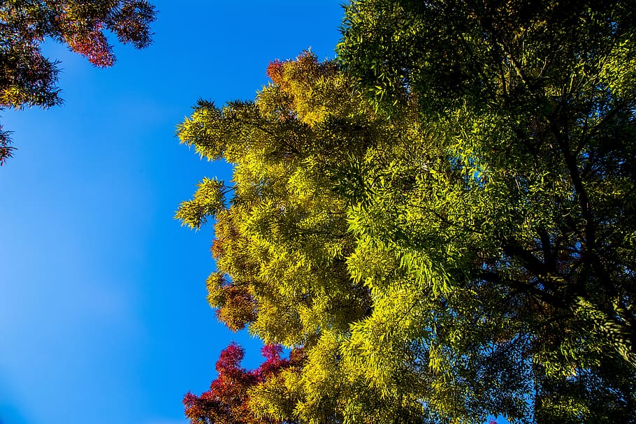 autumn, color, tree, leaves, colorful, bright, sheet, colors HD wallpaper
