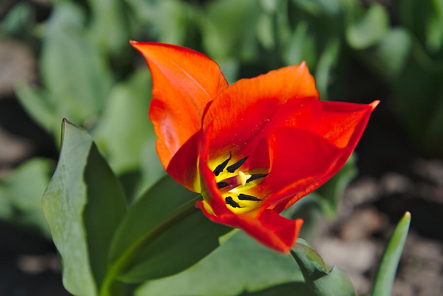 tulip, spring, blossom, bloom, garden, red, inner, stamens HD wallpaper