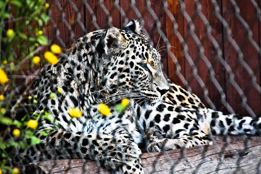 leopard, predator, cat, animal world, wild, wildcat, dangerous HD wallpaper