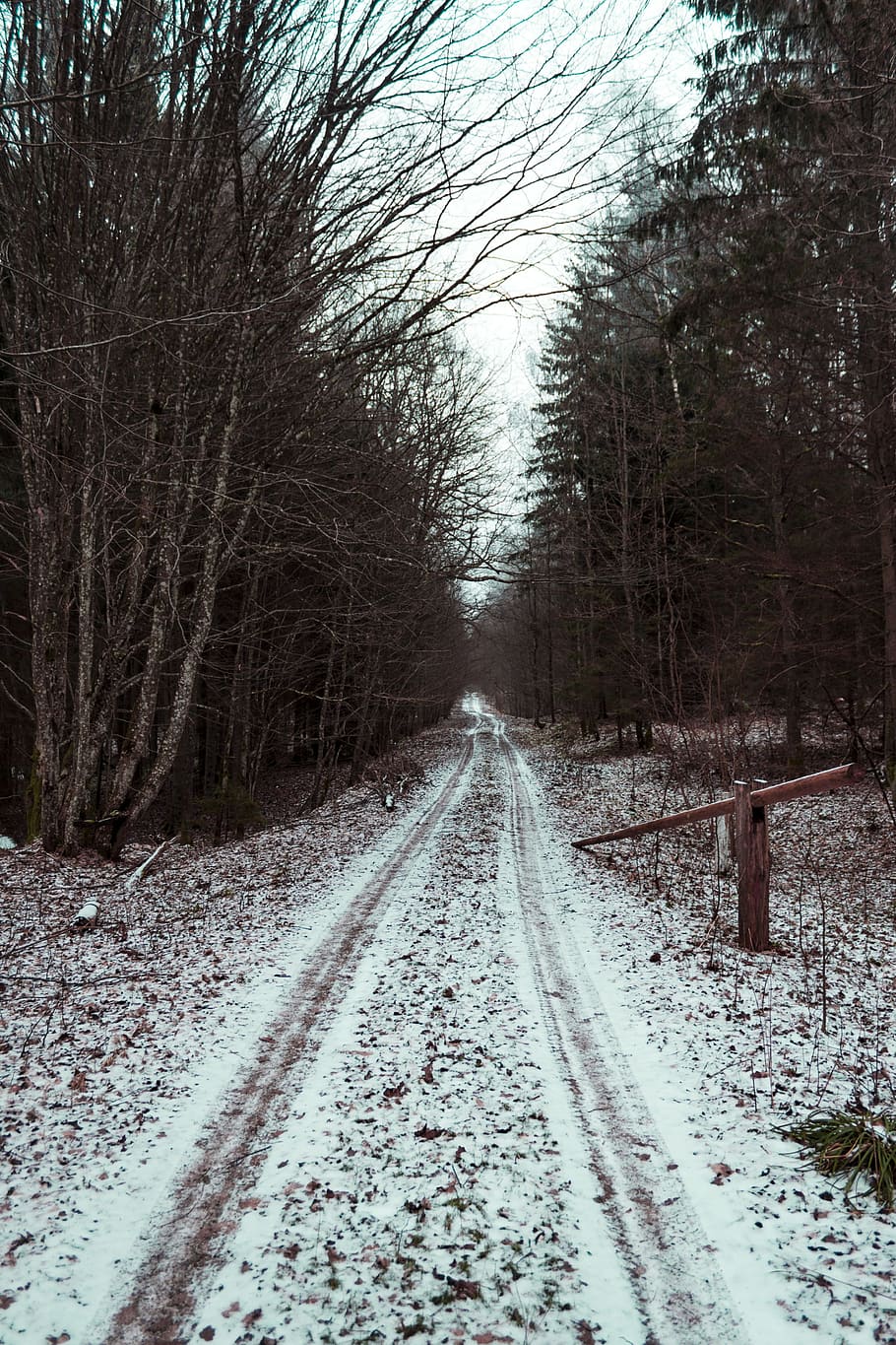 Hd Wallpaper Road Between Bare Trees Under White Sky Branch Branches