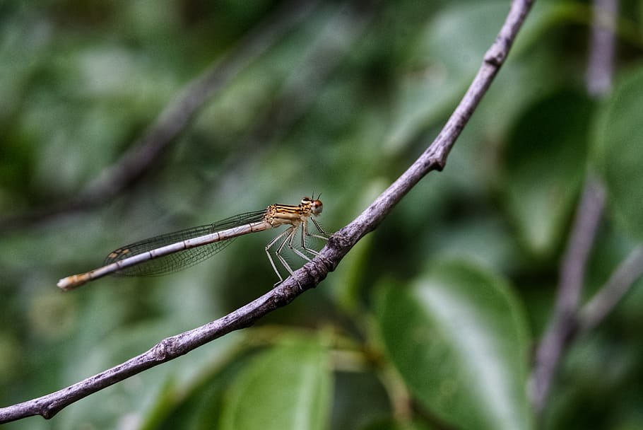insect, damselfly, dragonfly, animal themes, animal wildlife HD wallpaper