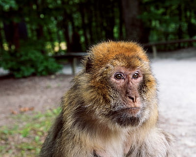 HD wallpaper: barbary ape, old world monkey, primates, pavia like