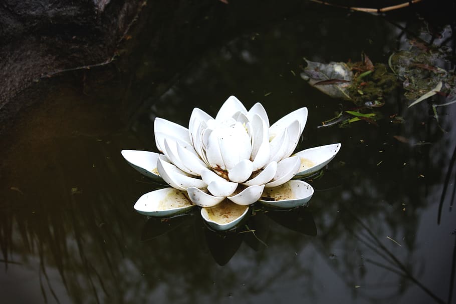 lilypad, plant, flower, fragility, vulnerability, beauty in nature HD wallpaper