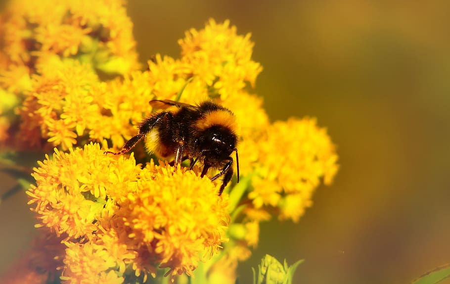 flowering plant, animal themes, one animal, freshness, animal wildlife HD wallpaper