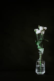 white roses, plant, flower, blossom, vase, flower arrangement HD wallpaper