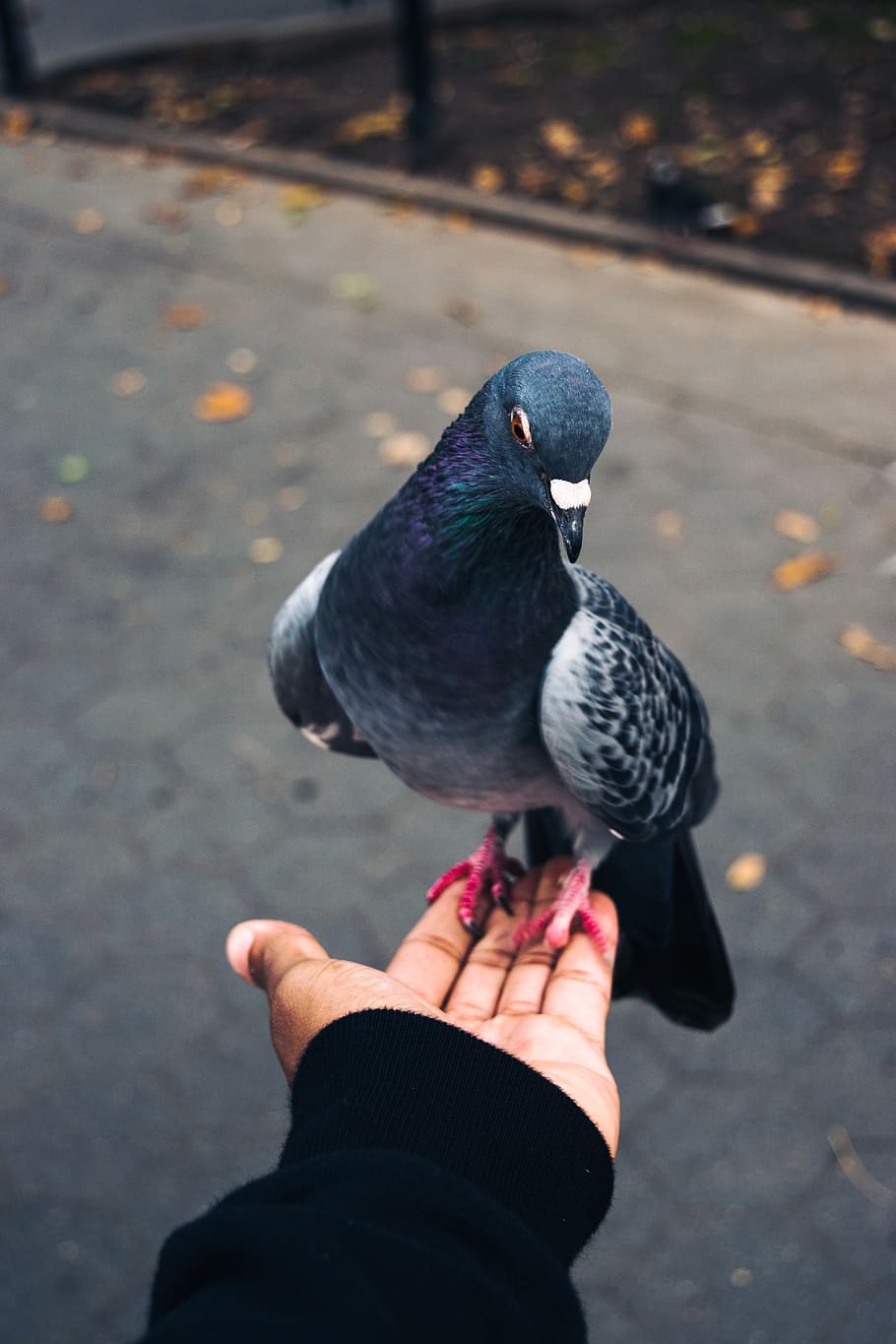rock pigeon on person's left palm, animal, bird, dove, united states, HD wallpaper