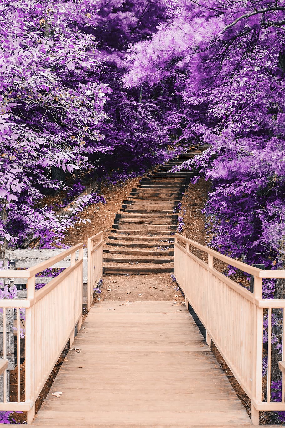 wooden bridge and staircase between purple trees, steps, forest, HD wallpaper