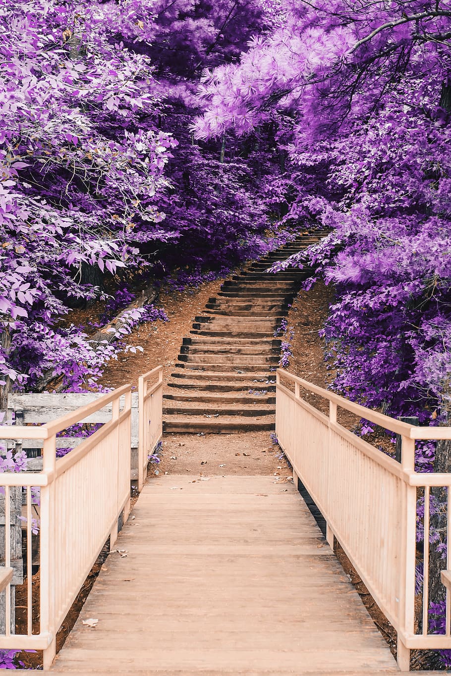 wooden bridge and staircase between purple trees, steps, forest HD wallpaper
