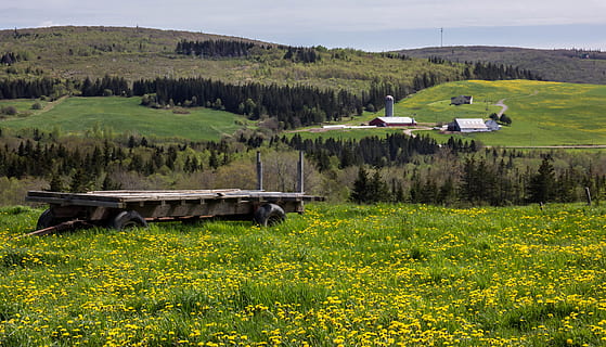 canada, mabou, spring, farm, farming, hay, sun, sky, trees HD wallpaper