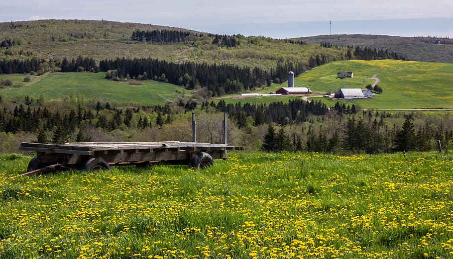 canada, mabou, spring, farm, farming, hay, sun, sky, trees HD wallpaper