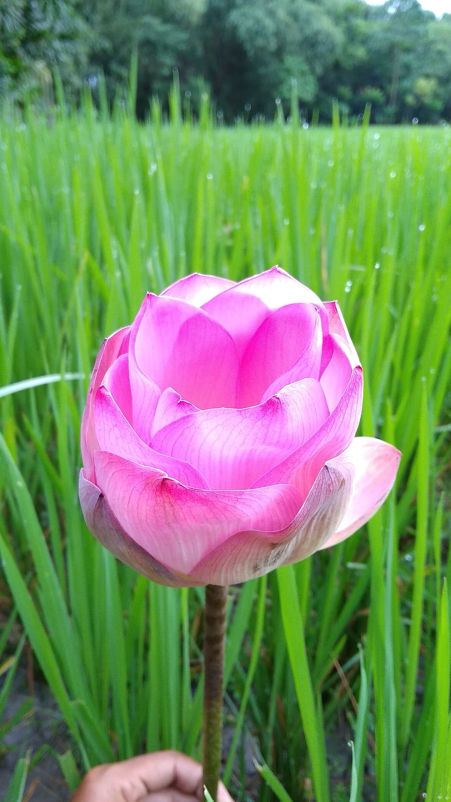 water, grass, tree, flower, lotus, plant, flowering plant, beauty in nature, HD wallpaper