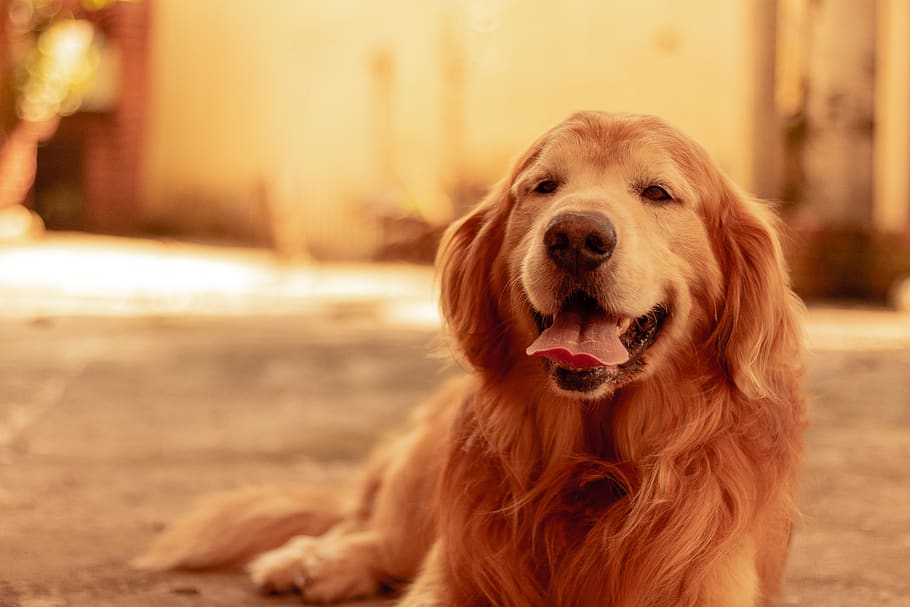 HD wallpaper: photo of light-gold golden retriever, domestic, one animal,  dog | Wallpaper Flare