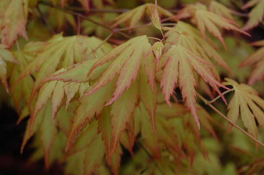 leaves, tree, nature, fall, spring, red, yellow, plant, growth HD wallpaper