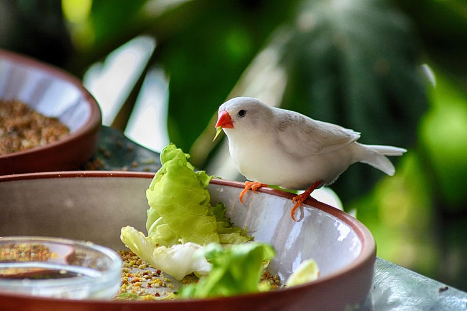 Page 2 | birds eating food 1080P, 2K, 4K, 5K HD wallpapers free ...