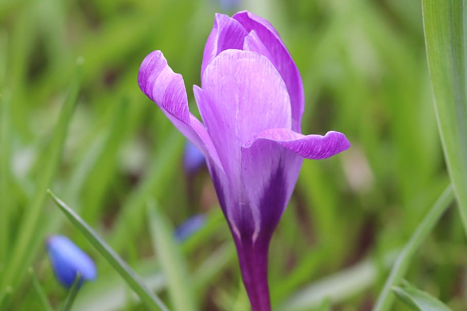 crocus, individually, spring, lenz, early bloomer, violet, garden HD wallpaper
