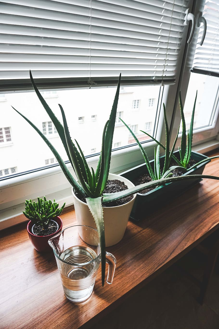clear glass mug beside Aloe vera plants on window, potted plant