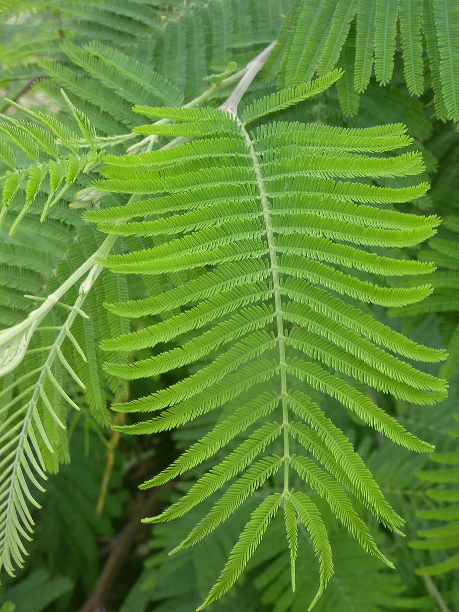 fern, leaf, green, plant, plant part, green color, growth, beauty in nature HD wallpaper