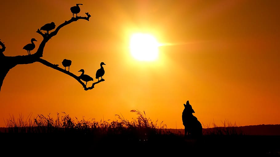 sunset, birds, wolf, nature, landscape, evening, silhouette HD wallpaper