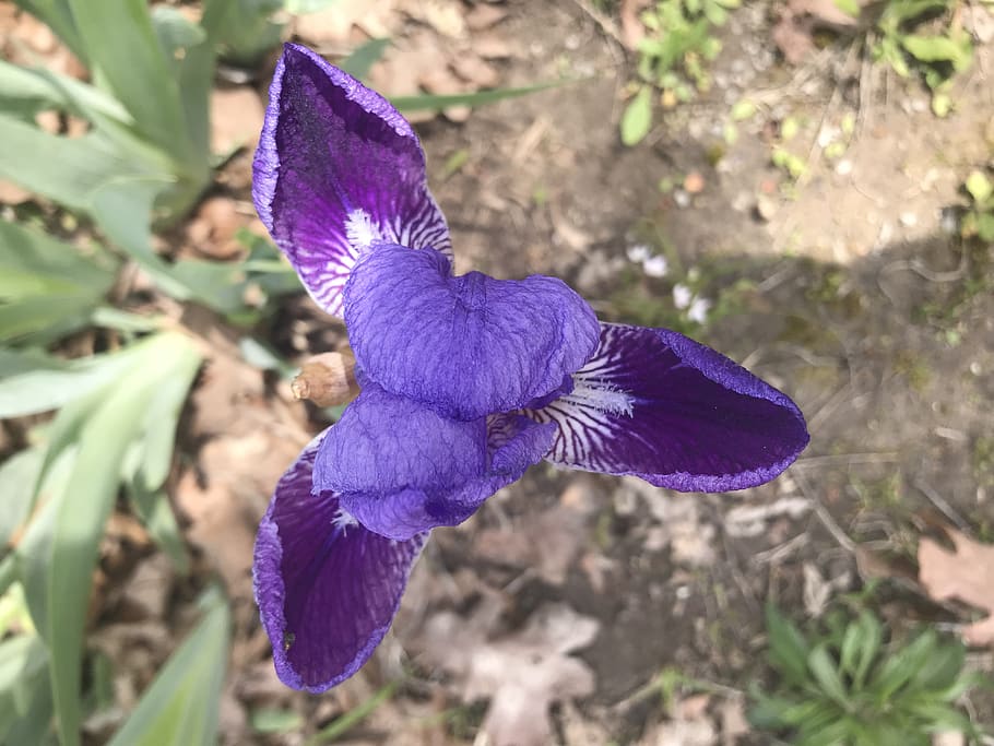 purple, flower, flowering plant, petal, vulnerability, fragility HD wallpaper