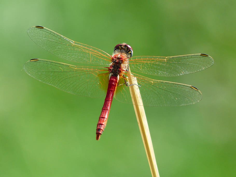 Red Dragonfly on Brown Twig, close-up, insect, macro, animal wildlife HD wallpaper