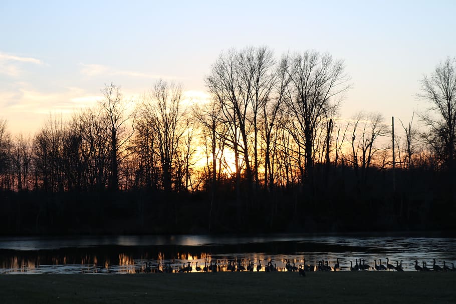 Silhouette of Tree and Body of Water during Golden Hour, clouds HD wallpaper