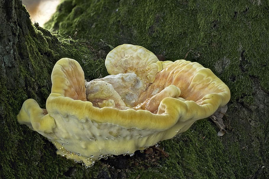 sulphur ovinus, reishi, tree fungus, mushroom, autumn, forest