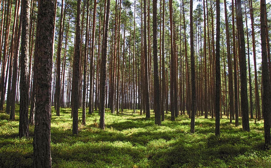Trees, conifer, environment, forest, nature, woods, plant, land HD wallpaper