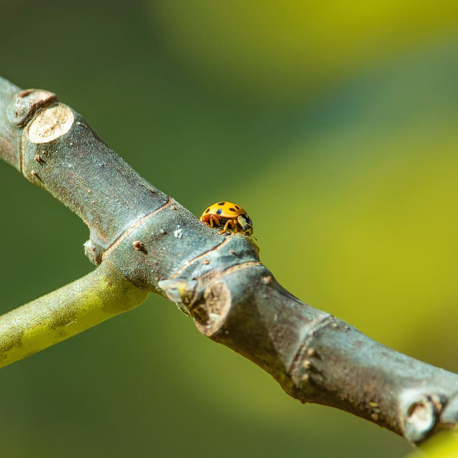 ladybug, insect, nature, wild, yellow, animal themes, invertebrate HD wallpaper