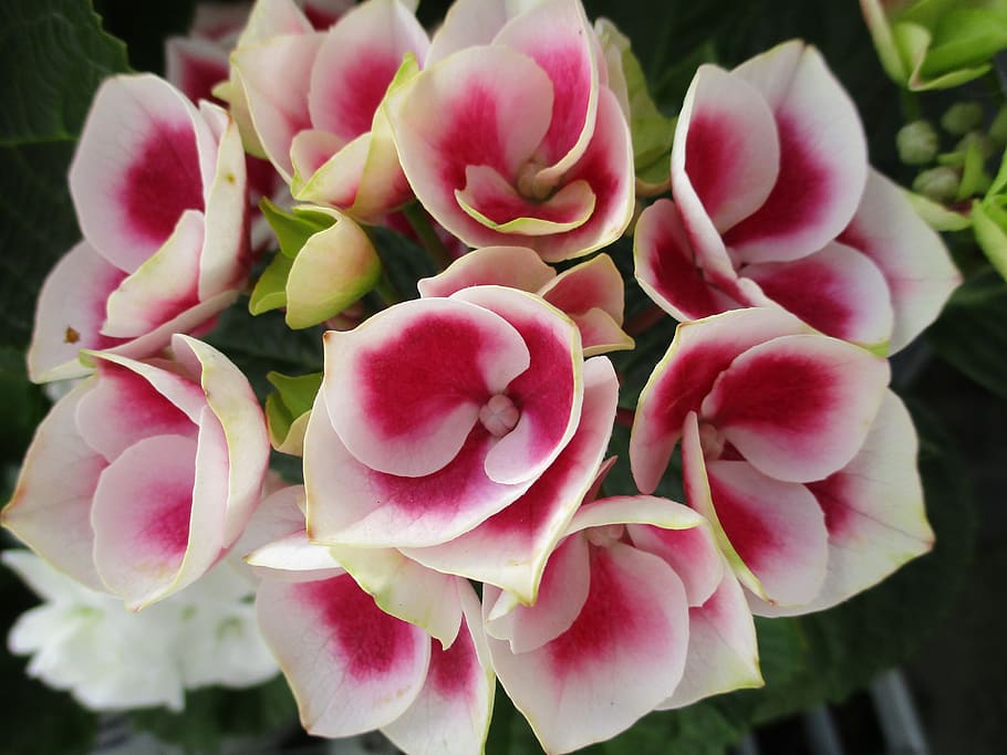 hydrangea, flower, garden, flowering plant, beauty in nature HD wallpaper
