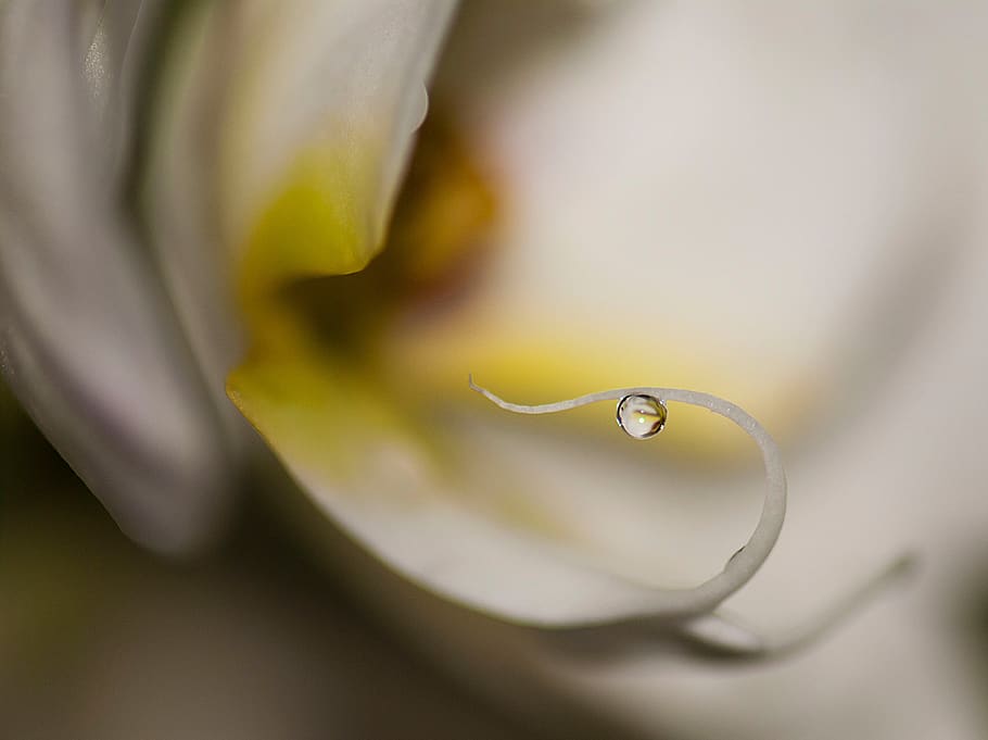 orchiedea, drop, water, nature, flower, close-up, beauty in nature HD wallpaper