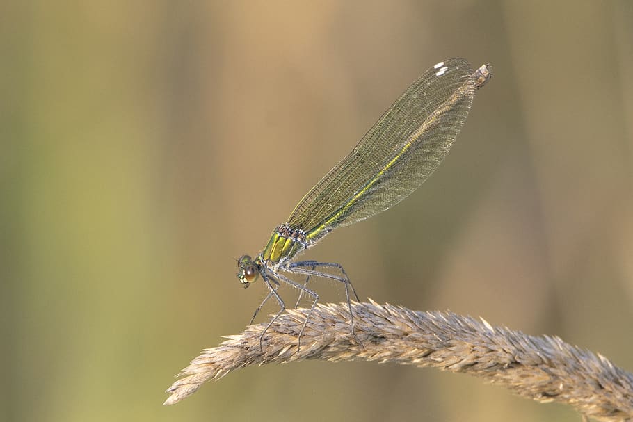 dragonfly, grass, nature, insect, macro, invertebrate, animals in the wild HD wallpaper